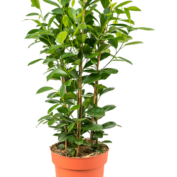 Ficus microcarpa 'Moclame'