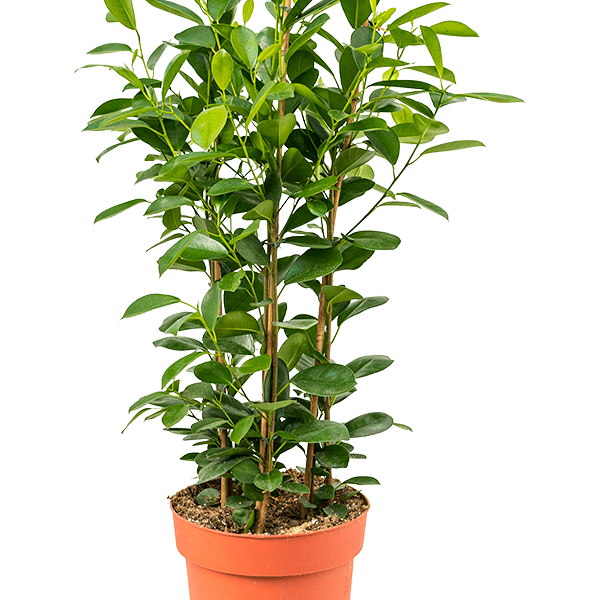 Ficus microcarpa 'Moclame'