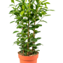 Ficus microcarpa 'Moclame'
