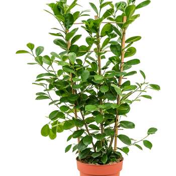 Ficus microcarpa 'Moclame'