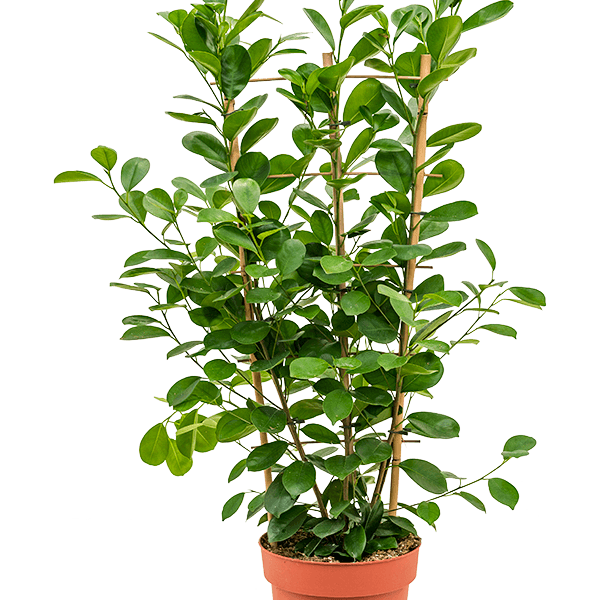 Ficus microcarpa 'Moclame'