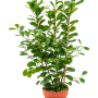 Ficus microcarpa 'Moclame'