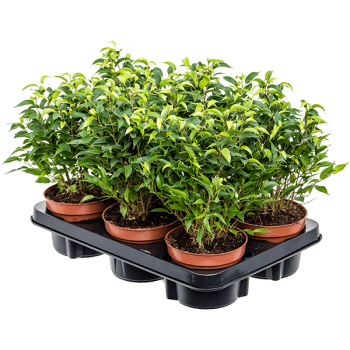 Ficus benjamina 'Natasja' 6/tavă