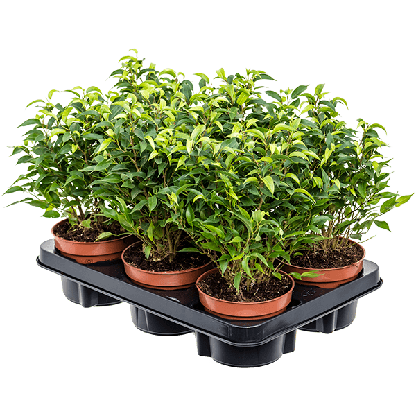 Ficus benjamina 'Natasja' 6/tavă