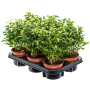 Ficus benjamina 'Natasja' 6/tavă
