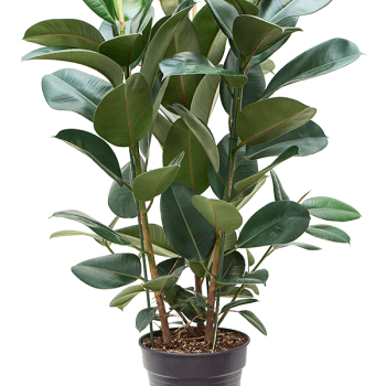 Ficus elastica 'Robusta'