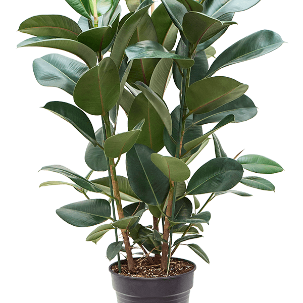Ficus elastica 'Robusta'