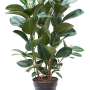 Ficus elastica 'Robusta'