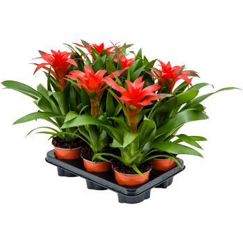 Guzmania „Calypso” 6/tavă