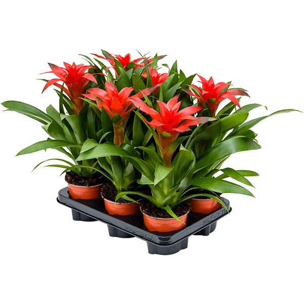 Guzmania „Calypso” 6/tavă