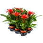 Guzmania „Calypso” 6/tavă