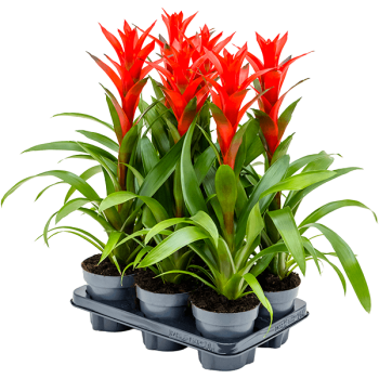 Guzmania 'Ostara' 6/tavă