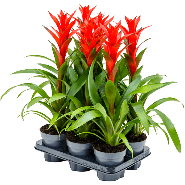 Guzmania 'Ostara' 6/tavă