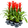 Guzmania 'Ostara' 6/tavă