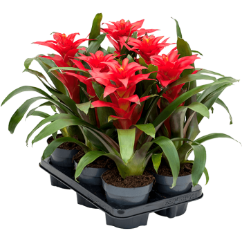 Guzmania „Optima” 6/tavă