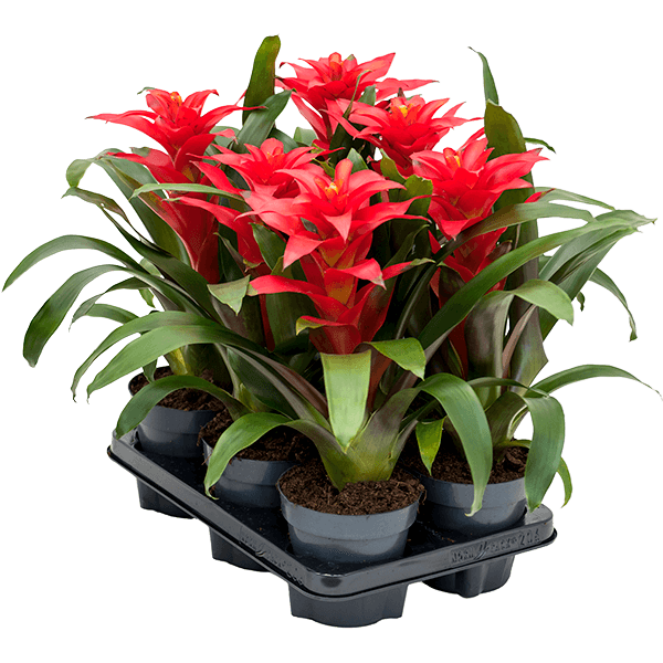 Guzmania „Optima” 6/tavă