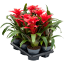 Guzmania „Optima” 6/tavă