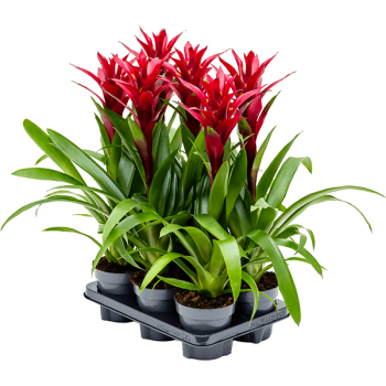 Guzmania „Switch” 6/tavă