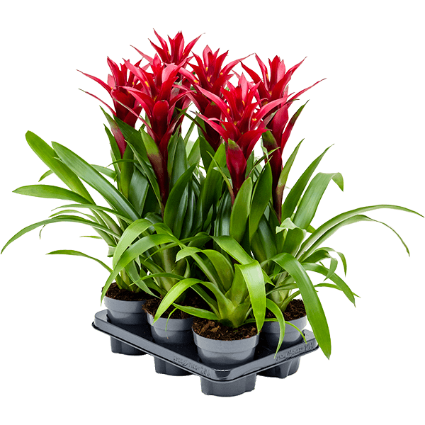 Guzmania „Switch” 6/tavă