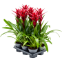 Guzmania „Switch” 6/tavă