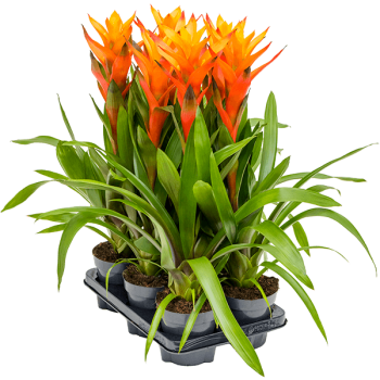Guzmania 'Variada' 6/tavă
