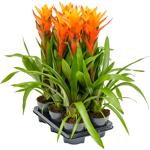 Guzmania 'Variada' 6/tavă
