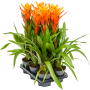 Guzmania 'Variada' 6/tavă