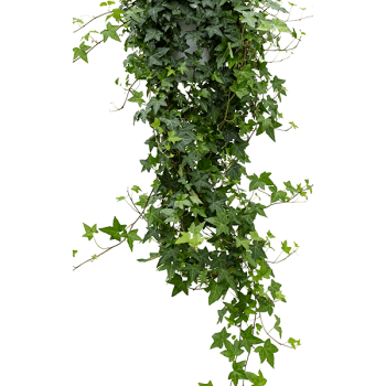 Hedera helix 'Pittsburgh'