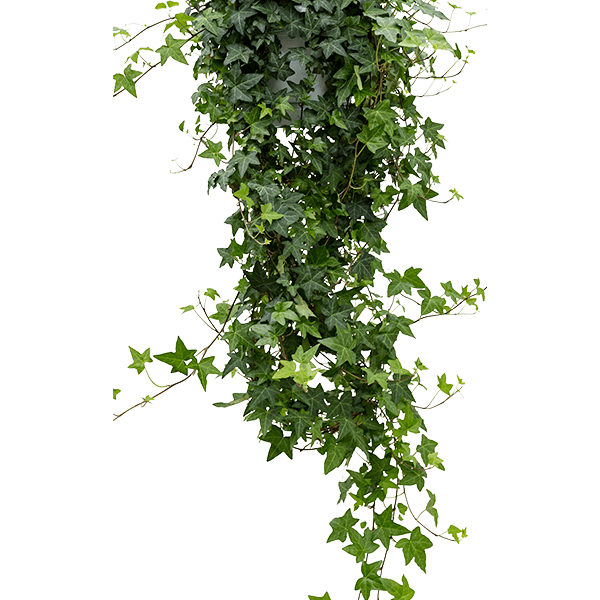 Hedera helix 'Pittsburgh'