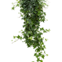 Hedera helix 'Pittsburgh'