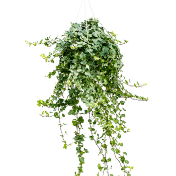 Hedera helix 'Wonder'