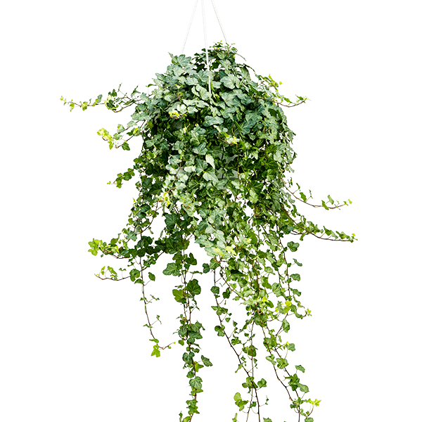Hedera helix 'Wonder'