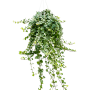 Hedera helix 'Wonder'