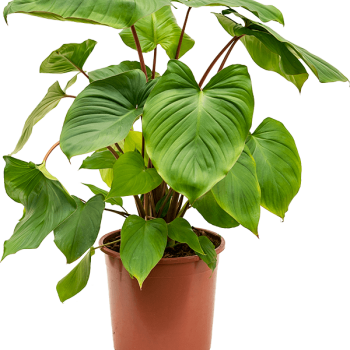 Homalomena rubescens 'Maggy'