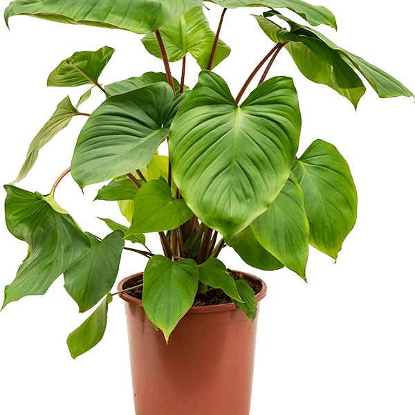 Homalomena rubescens 'Maggy'