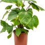 Homalomena rubescens 'Maggy'