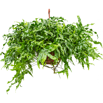 Microsorum diversifolium