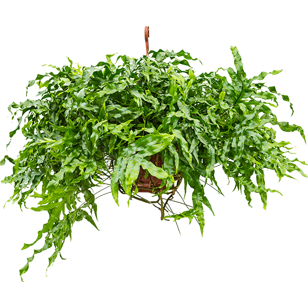 Microsorum diversifolium