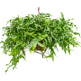 Microsorum diversifolium