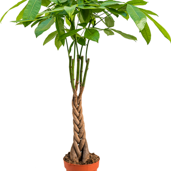 Pachira aquatica Pachira aquatica