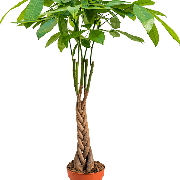 Pachira aquatica