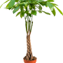 Pachira aquatica