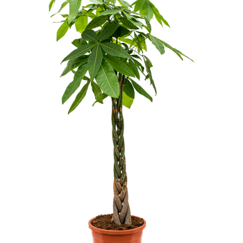 Pachira aquatica Pachira aquatica