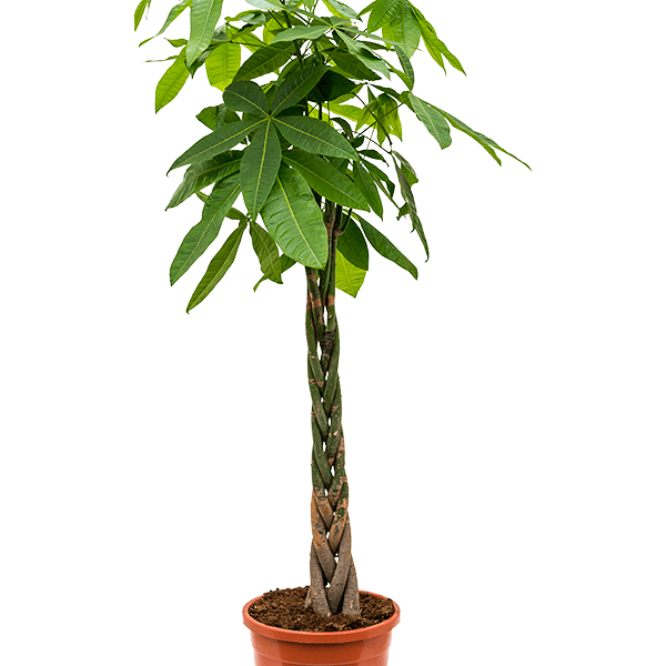 Pachira aquatica