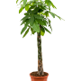 Pachira aquatica