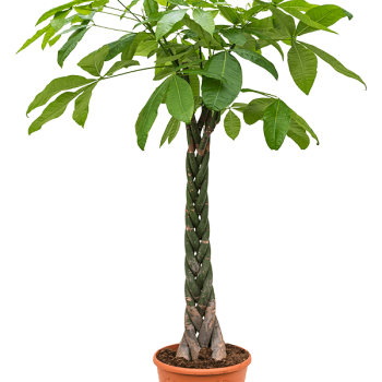 Pachira aquatica
