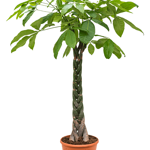 Pachira aquatica