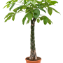 Pachira aquatica