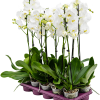 Phalaenopsis 10/tavă