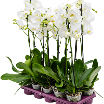 Phalaenopsis 10/tavă